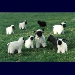 A Felt Flock 206x