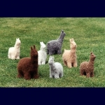 Felt Alpacas & Llamas 207